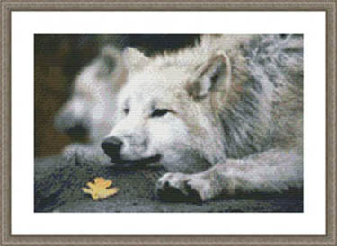 Lounging Wolf