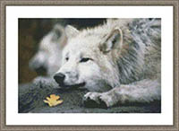 Lounging Wolf