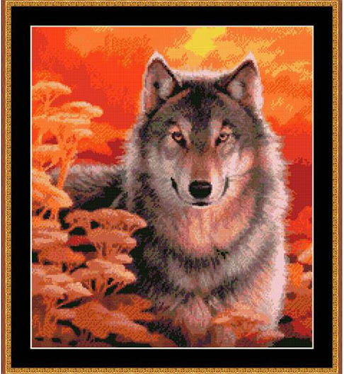 Gaze - Grey Wolf at Sunset
