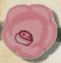 nh1031 Rose Cottage Rose - Just Another Button Co
