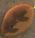 nh1062 Orange Elm Leaf - Just Another Button Co