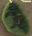 nh1063 Green Elm Leaf - Just Another Button Co