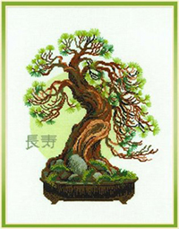 Bonsai Pine Wish Well Longevity Kit