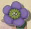 ss1007 Sm. Purple Daisy  - Just Another Button Co